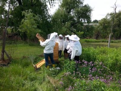 A Year at Bees of the Woods Apiary: February Image